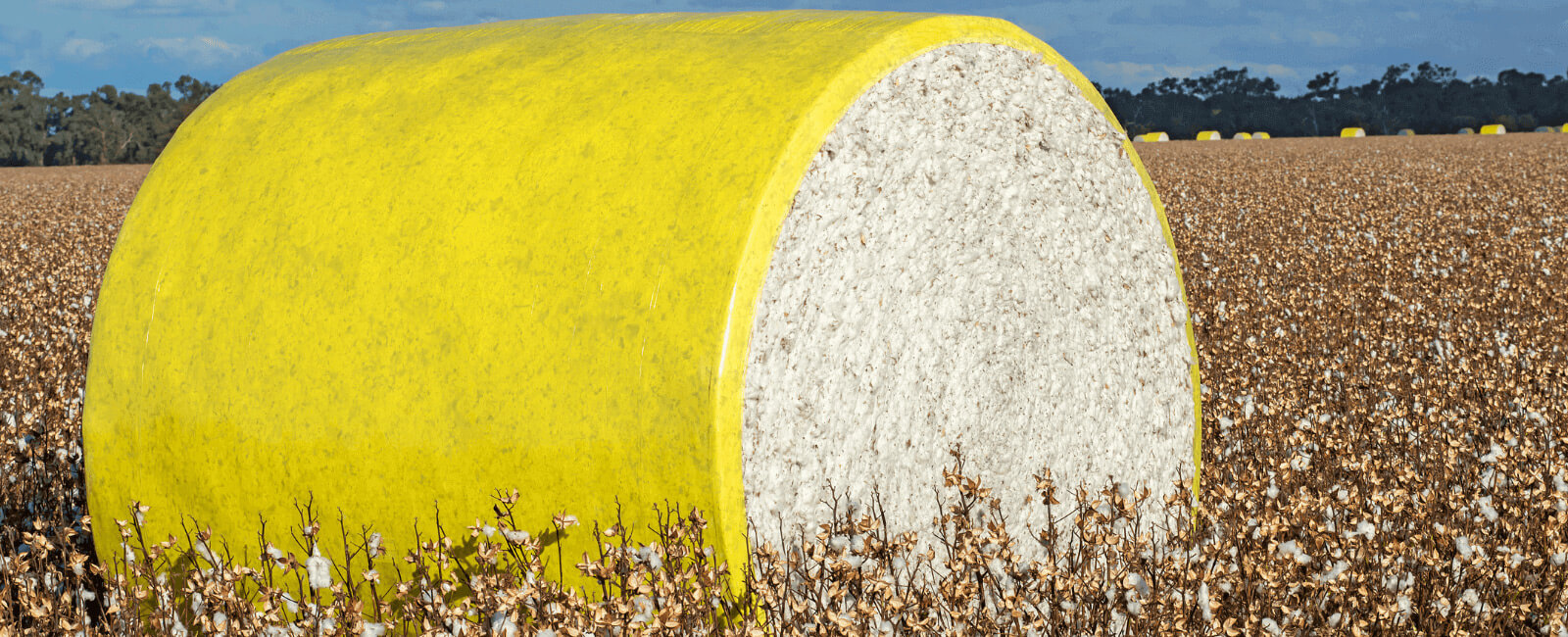 ERP for Cotton Ginning